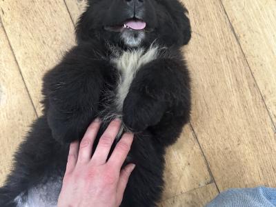 Newfoundland puppies female for sale