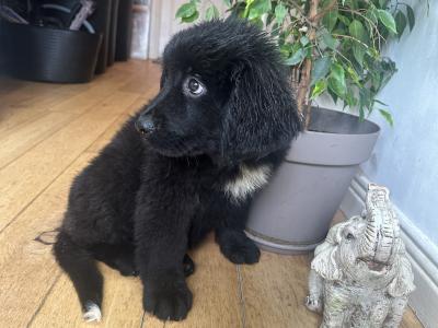 Newfoundland puppies female for sale