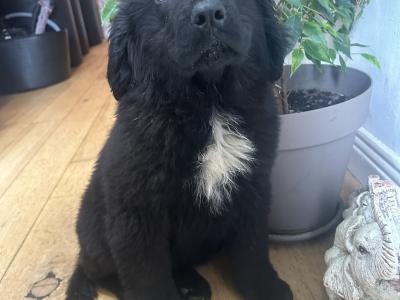 Newfoundland puppies female for sale