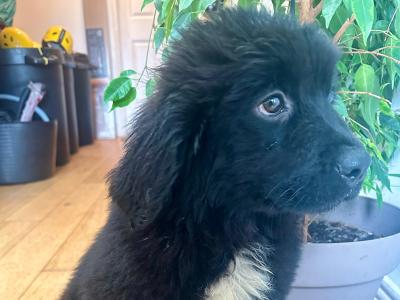 Newfoundland puppies female for sale