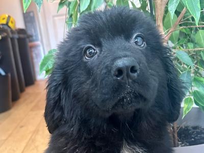 Newfoundland puppies female for sale