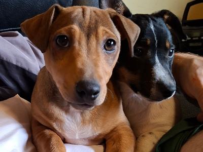 Jack Russells