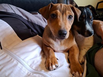 Jack Russell puppies in Wexford