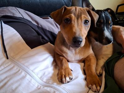 Jack Russell puppies in Wexford