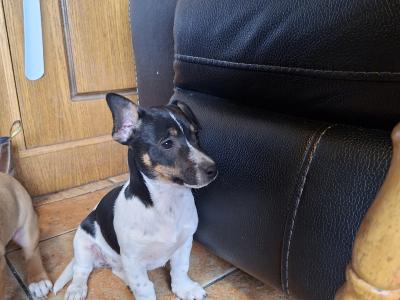 Jack Russells