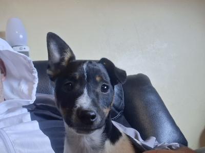 Jack Russells