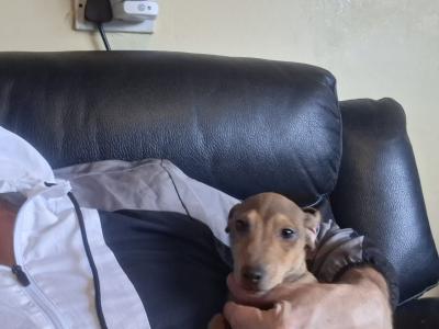 Jack Russells