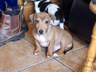 Jack Russells