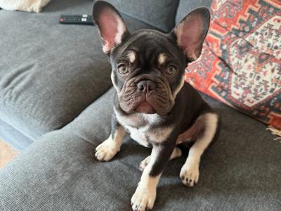 Chocolate male French Bulldog puppy 5 months old in Dublin for re-homing