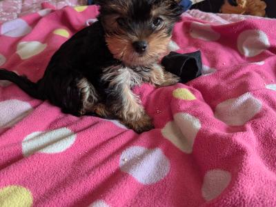 Precious Most Cutest Little Yorkshire Terrier puppies in Mayo