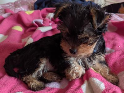 Precious Most Cutest Little Yorkshire Terrier puppies in Mayo