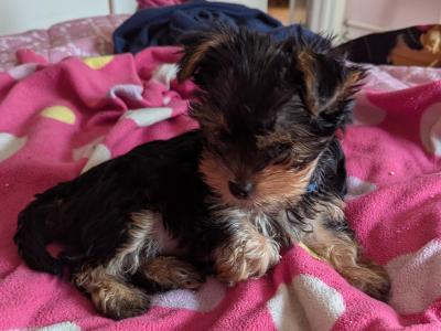 Precious Most Cutest Little Yorkshire Terrier puppies in Mayo