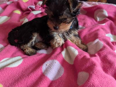 Precious Most Cutest Little Yorkshire Terrier puppies in Mayo