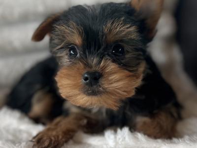 Miniature Yorkshire Terriers