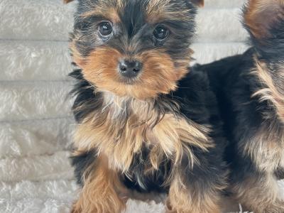 Miniature Yorkshire Terriers