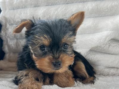 Miniature Yorkshire Terriers