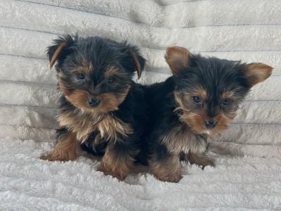 Miniature Yorkshire Terriers