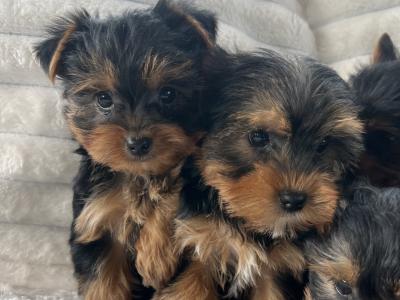 Miniature Yorkshire Terriers