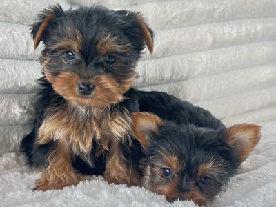 Miniature Yorkshire Terriers