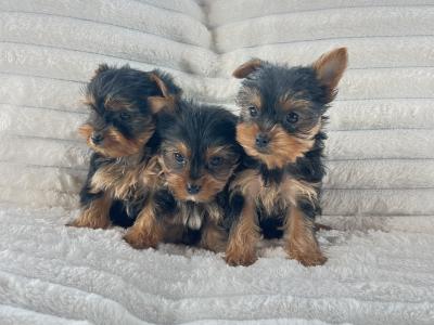 Miniature Yorkshire Terriers