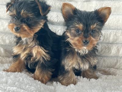 Miniature Yorkshire Terriers