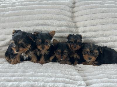 Miniature Yorkshire Terriers