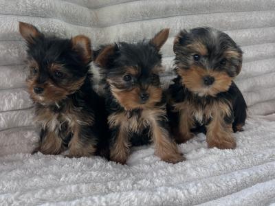 Miniature Yorkshire Terriers