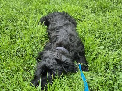 1 Giant Schnauzer Male Pup IKC registered in Leitrim