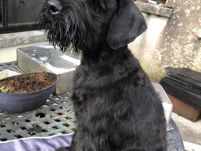 1 Giant Schnauzer Male Pup IKC registered in Leitrim