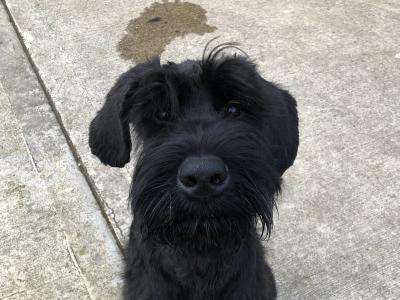1 Giant Schnauzer Male Pup IKC registered in Leitrim