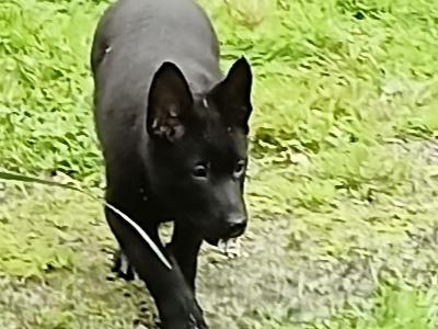 Black German Shepherd puppies in Kerry