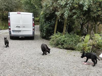 Black German Shepherd puppies in Kerry