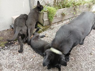 Black German Shepherd puppies in Kerry