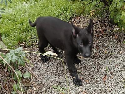 Black German Shepherd puppies in Kerry