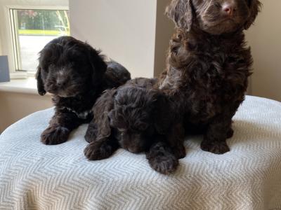 Beautiful Cockapoo puppies in Waterford