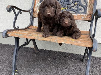 Beautiful Cockapoo puppies in Waterford