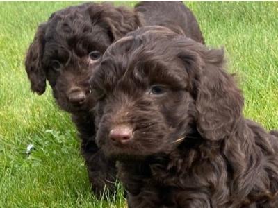 Beautiful Cockapoo puppies in Waterford