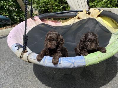 Beautiful Cockapoo puppies in Waterford