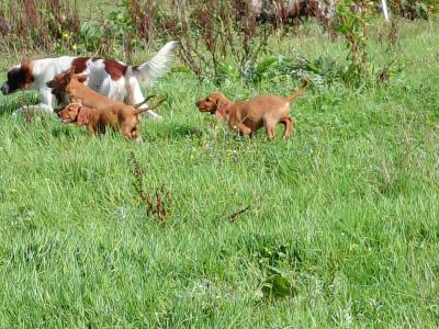 IKC Registered (pending) Red Setter puppies in Galway