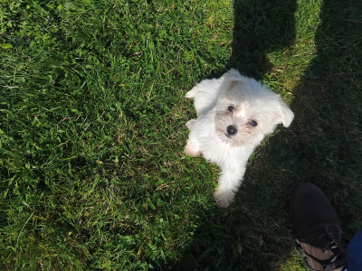 Only One female miniature Maltese X puppy remaining in Galway