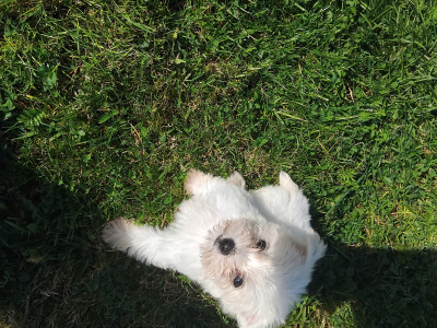 2 female miniature Maltese X puppies in Galway
