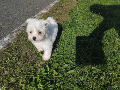 2 female miniature Maltese X puppies in Galway