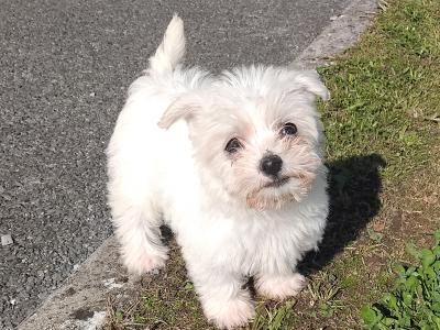 2 female miniature Maltese X puppies in Galway