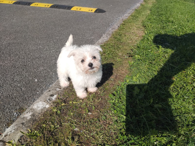 2 female miniature Maltese X puppies in Galway