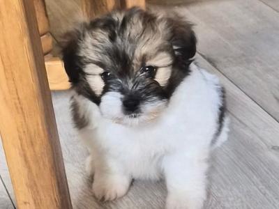 Beautiful Shih Tzu x Pomeranian 'Teddy Bear' puppies in Clare