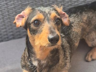 2 x Dapple Dachshunds in Kilkenny