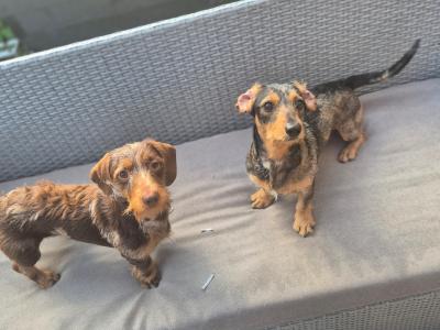 2  Dapple Dachshunds 19 months old in Kilkenny