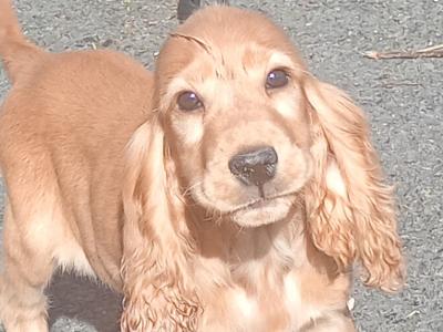 Cocker Spaniel puppies in Kilkenny