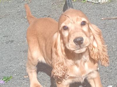 Cocker Spaniel puppies in Kilkenny