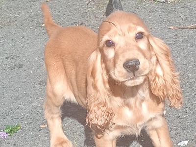 Cocker Spaniel puppies in Kilkenny
